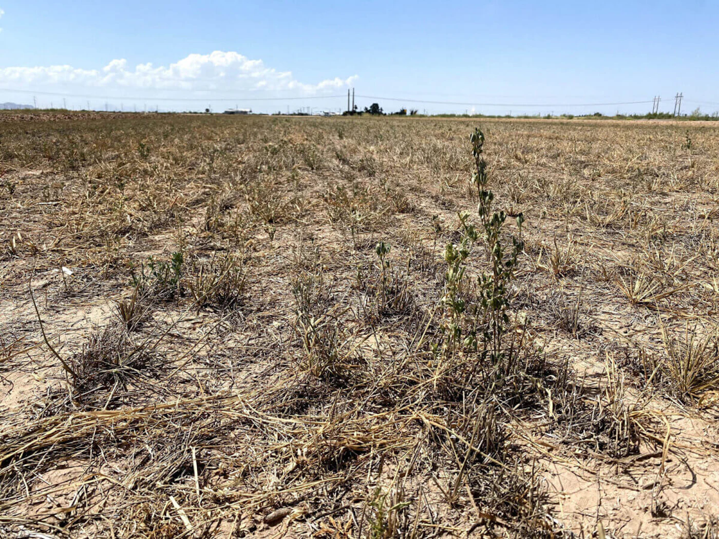 A single surviving stalk of alfalfa sticks out of a field at Caywoods Farm east of Casa Grande in this October 2021 file photo. The spring outlook from the National Oceanic and Atmospheric Administration calls for more drought conditions in Arizona, and in much of the nation. (File photo by Emma VandenEinde/Cronkite News)