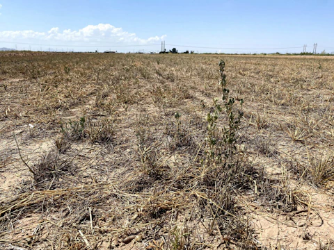 A single surviving stalk of alfalfa sticks out of a field at Caywoods Farm east of Casa Grande in this October 2021 file photo. The spring outlook from the National Oceanic and Atmospheric Administration calls for more drought conditions in Arizona, and in much of the nation. (File photo by Emma VandenEinde/Cronkite News)