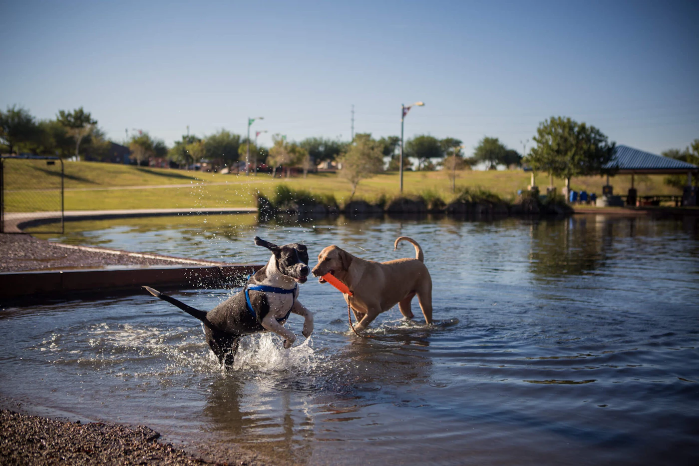 are dogs allowed in places of business in arizona