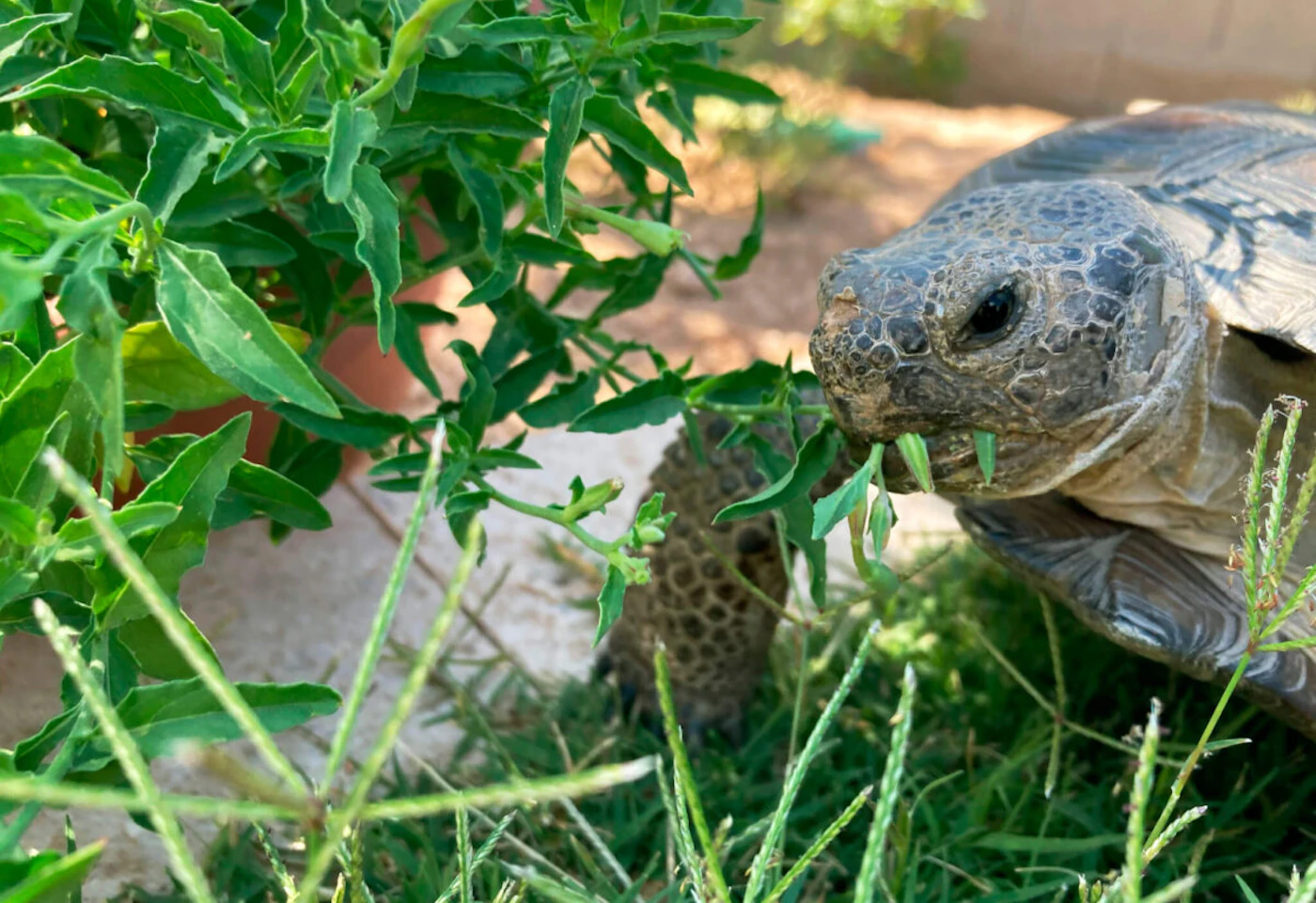 Dotty the desert tortoise chows down on evening primrose in Scottsdale, Ariz., on May 11, 2023. The surprising warmth of these ancient cold-blooded creatures has made them popular pets for families with pet dander allergies and for retirees. (AP Photo/Alina Hartounian)