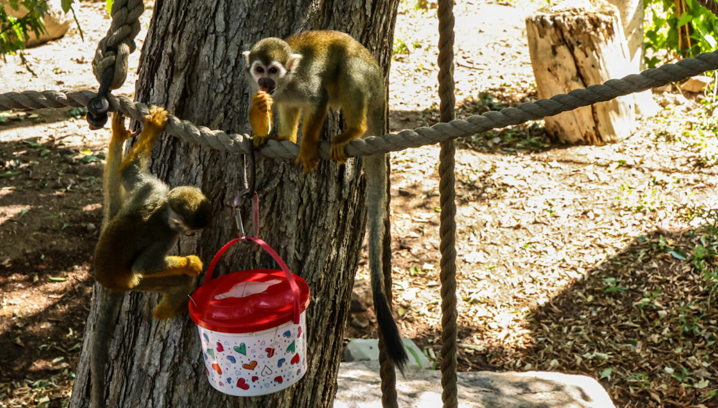 Squirrel monkeys at Phoenix Zoo receive refreshing frozen treats. (Photo by Evelin Ruelas/Cronkite News)