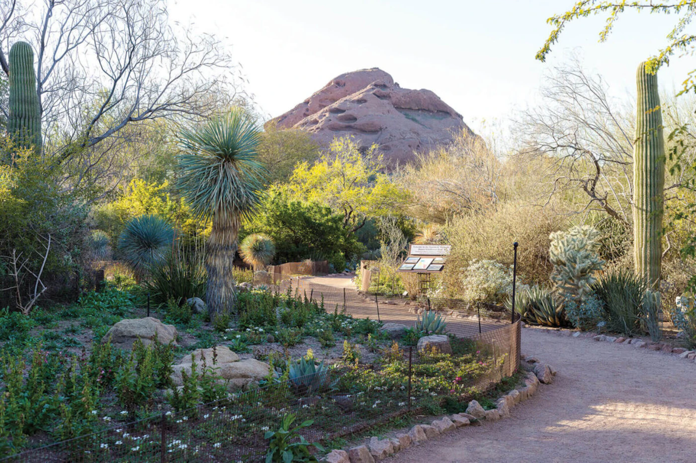 Desert Botanical Garden in Phoenix (Photo courtesy of Act One)