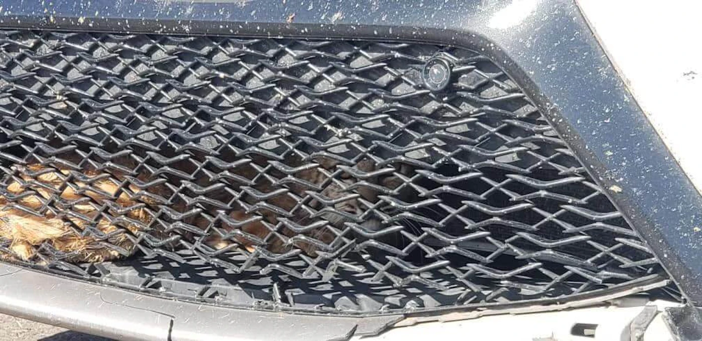 A bobcat visible underneath a vehicle's hood. (Maricopa County Sheriff's Office Photo)
