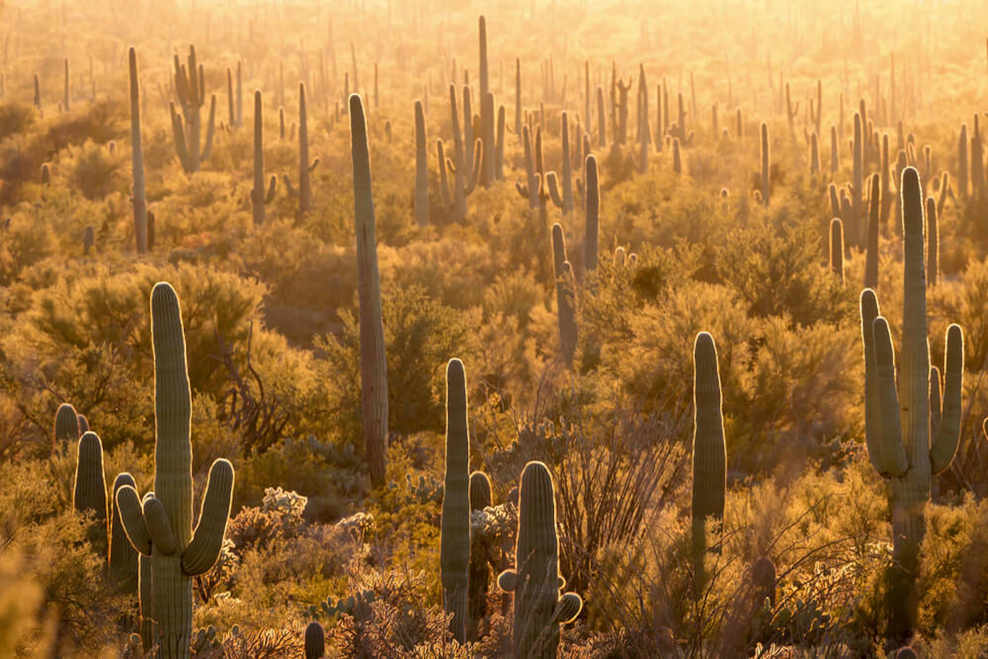 Cactus forest at sunset in Saguaro National Park
(Shutterstock Photo/kojihirano)