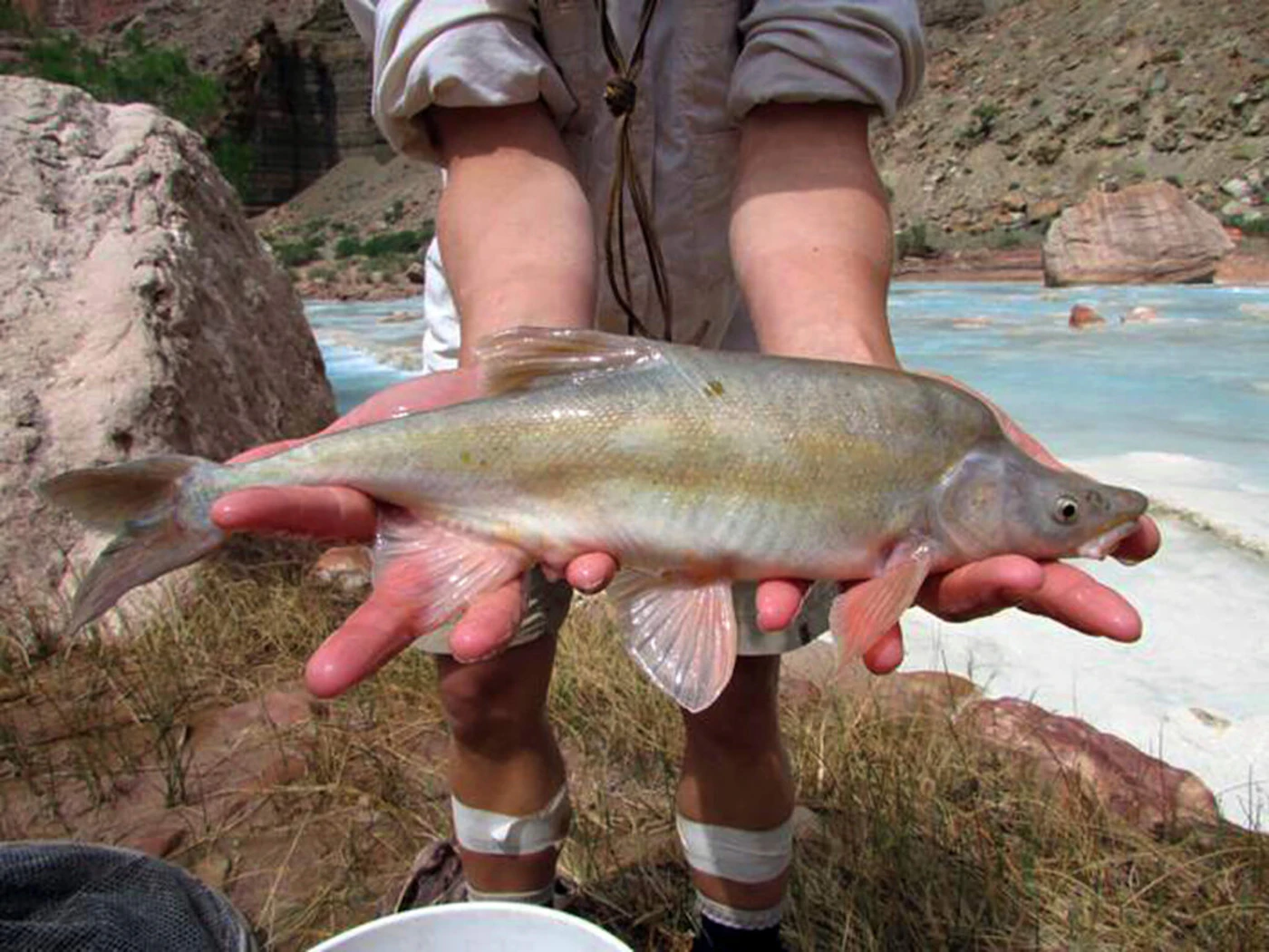 FILE - This undated photo provided by the US Fish and Wildlife Service shows a humpback chub in the Colorado River basin in Grand Canyon National Park in Arizona. The National Park Service will renew efforts to rid an area of the Colorado River in northern Arizona of invasive fish by killing them with a chemical treatment, the agency said Friday, Aug. 18, 2023. It’s the latest tactic in an ongoing struggle to keep non-native smallmouth bass and green sunfish at bay below the Glen Canyon Dam and to protect a threatened native fish, the humpback chub. (Travis Francis/US Fish and Wildlife Service via AP, File)