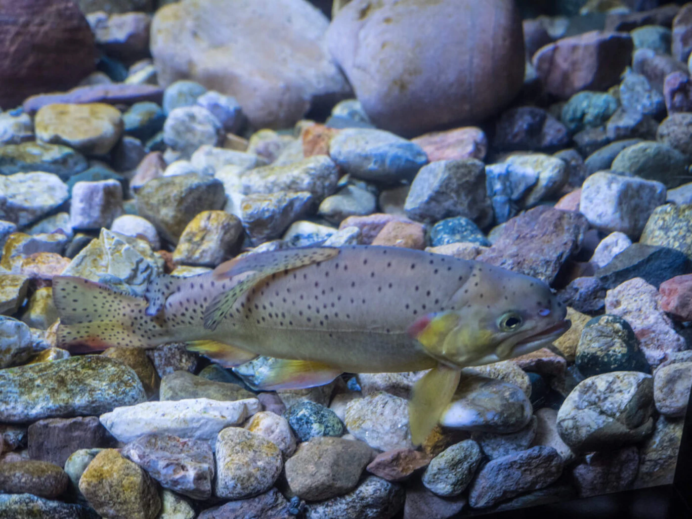Apache trout (Shutterstock Photo/Mariusz S. Jurgielewicz)