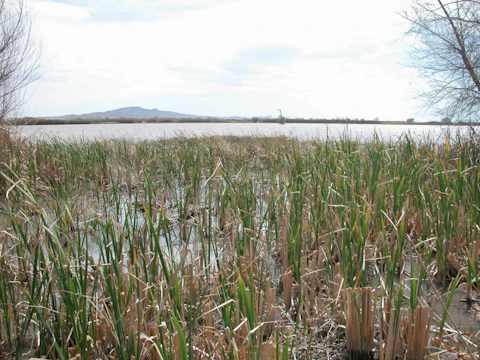 FILE- In this March 26, 2009, file photo Cattail marsh gives way to open water that attracts waterfowl to central New Mexico's Bosque del Apache National Wildlife Refuge. (AP Photos/Sue Major Holmes, File)