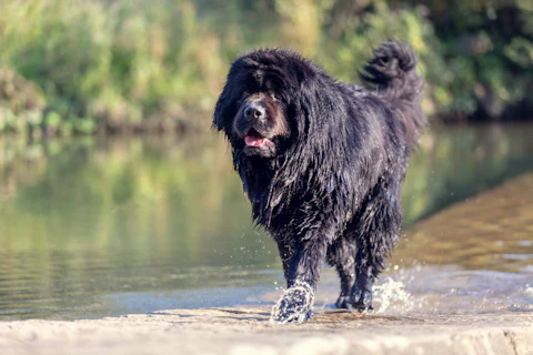 A North Carolina Newfoundland (not pictured) died this month, the first pet to test positive for the novel coronavirus. (Stock Image via Shutterstock.)