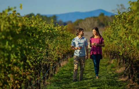 North Carolina has its own "wine country" in Yadkin Valley. (Image via YadkinValleyNC.com).