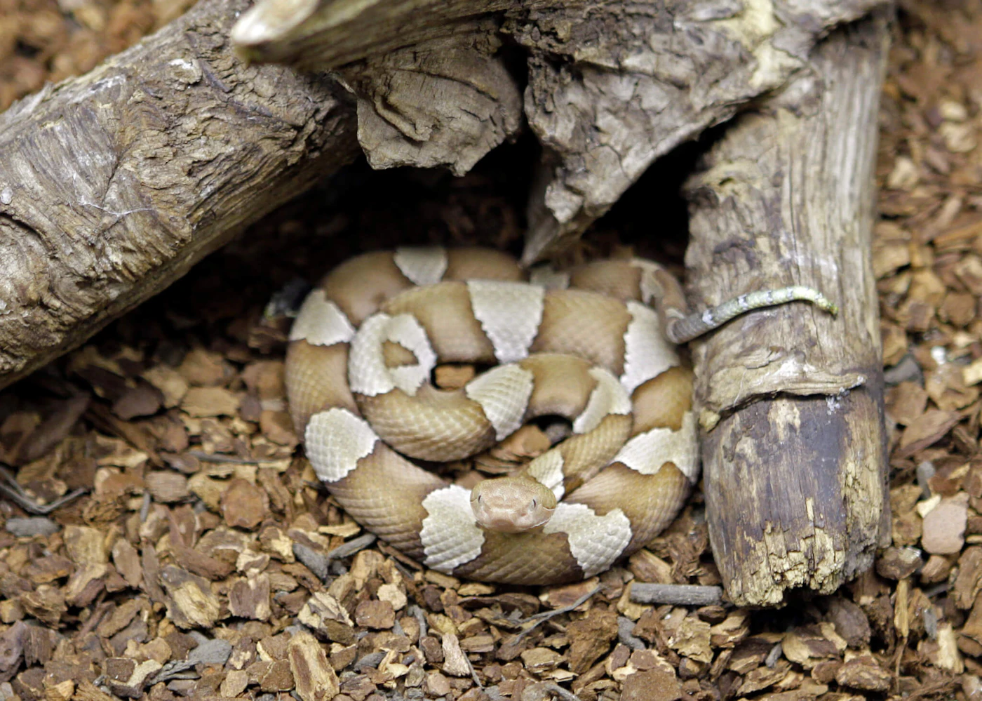 A copperhead at the Nature Museum in Charlotte, N.C. (AP Photo/Chuck Burton)