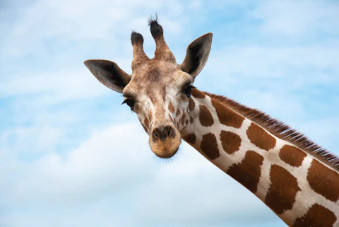 The NC Zoo is expecting a new giraffe calf. Who's excited? (Shutterstock)
