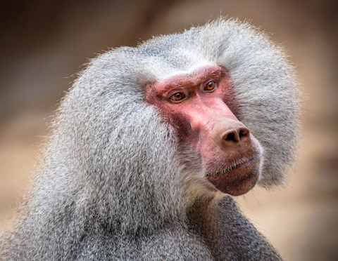 The NC Zoo has opened a new $5.2 million habitat for their hamadryas baboons. (Shutterstock)
