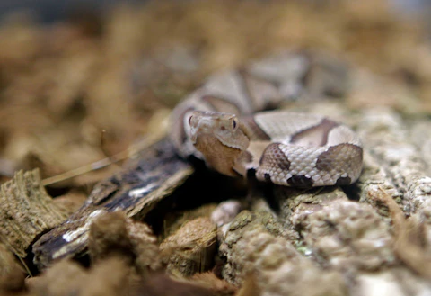 A copperhead snake looks up at the Nature Museum in Charlotte, N.C., Tuesday, Aug. 17, 2010. (AP Photo/Chuck Burton)