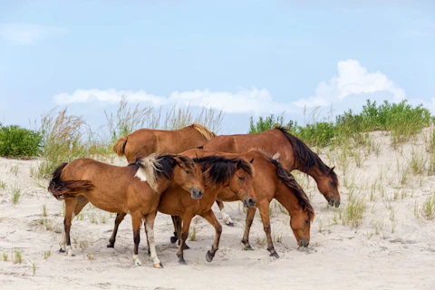 The wild ponies of Shackleford Banks are one of North Carolina's most incredible sights. (Shutterstock)