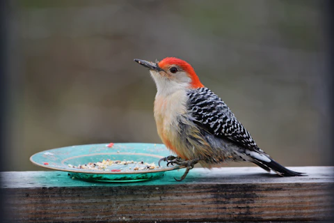 Redbelly,Woodpecker,Eating,Bird,Seed