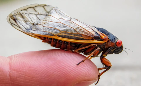 The unofficial song of summer in NC is the cicada's song. Here's why they're such a busy (and noisy) part of summers here. (Shutterstock)