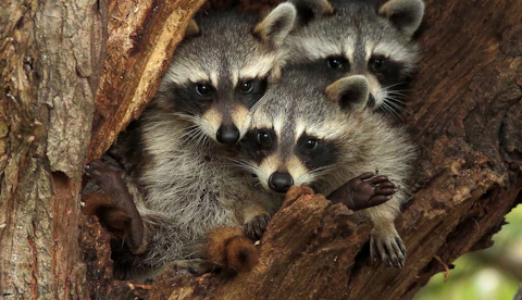 Raccoons Cause Problems in Arlington