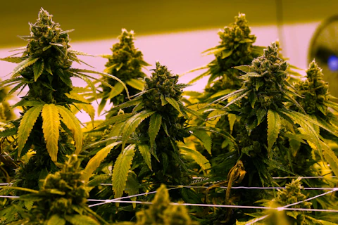 FILE- A cannibis plant that is close to harvest grows in a grow room at the Greenleaf Medical Cannabis facility in Richmond, Va., June 17, 2021. (AP Photo/Steve Helber, File)