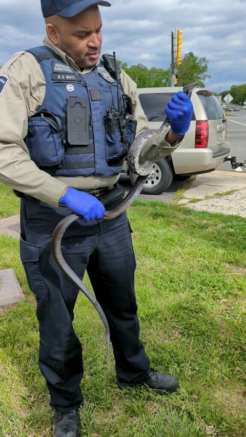 A Prince William County Animal Control officer holds an Eastern Ratsnake that caused a traffic jam in Manassas.

Photo courtesy of the Prince William Police Department