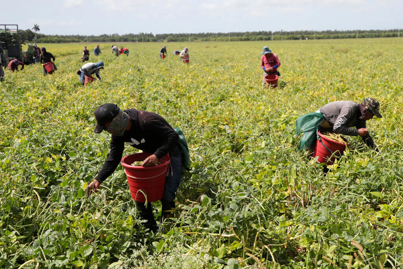 Farmworkers, considered essential workers during the current COVID-19 pandemic, harvest beans Tuesday, May 12, 2020, in Homestead, Florida. farmworkers-heroes-award-pandemic