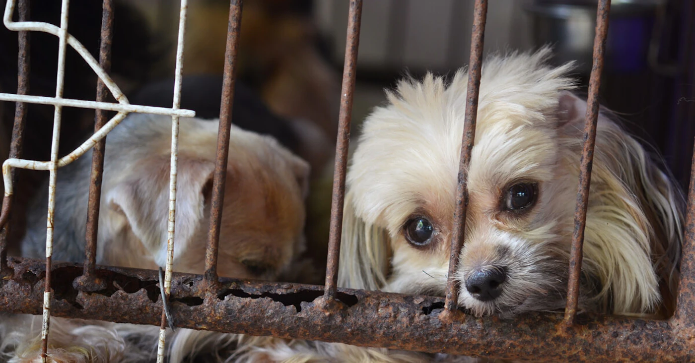 Mother dogs often spend their entire lives in cages, with no veterinary care.
