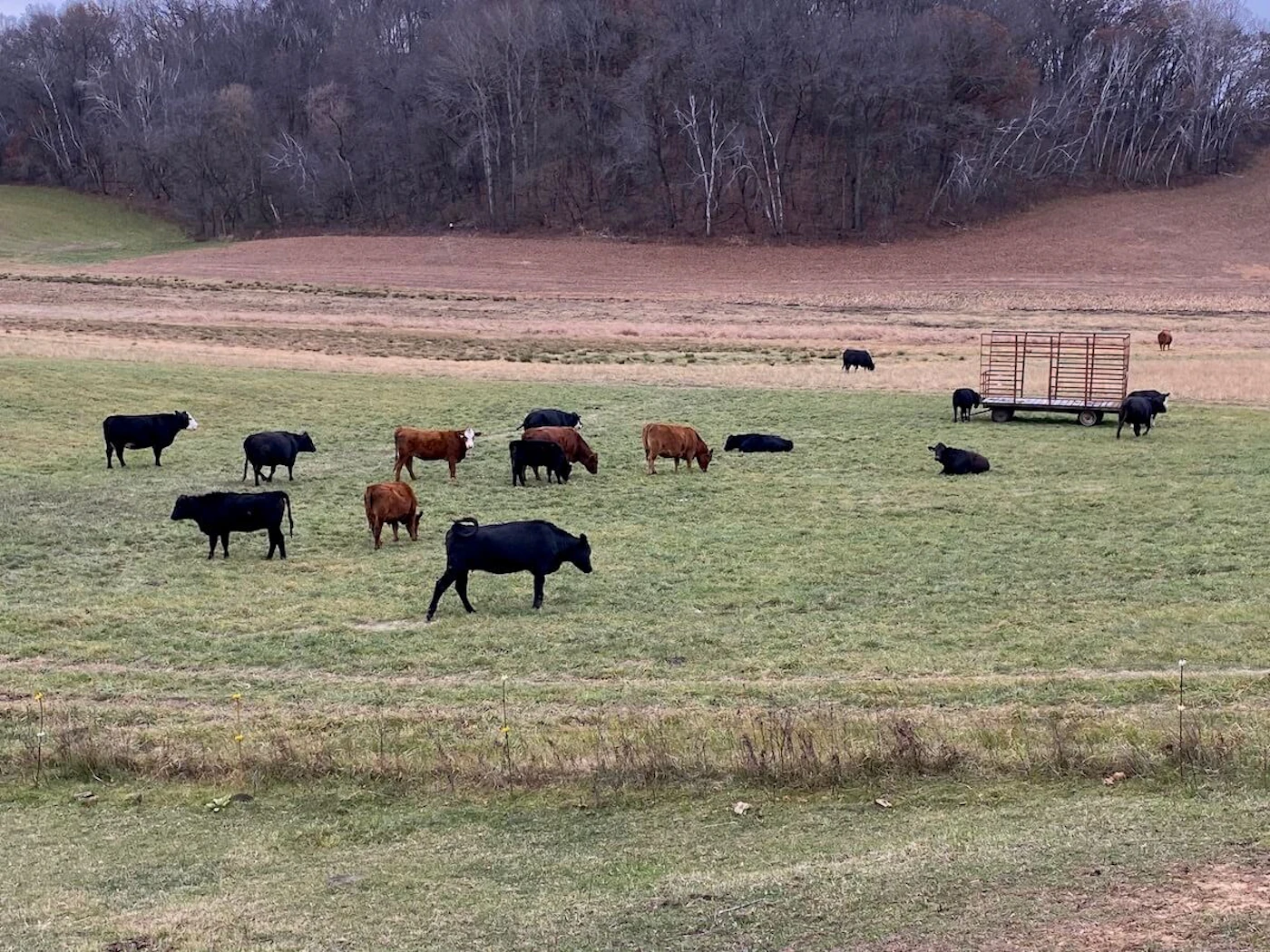 Cows graze on a Trempeauleau County farm. (Photo by Julian Emerson)