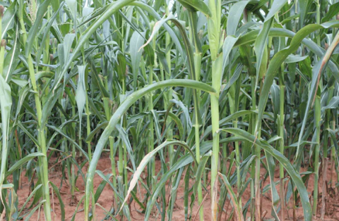 Corn Drought Shutterstock