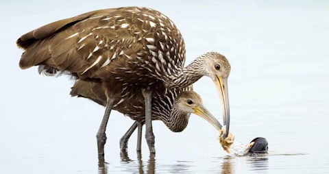 Two Limpkins fight over a snail (photo via All About Birds).