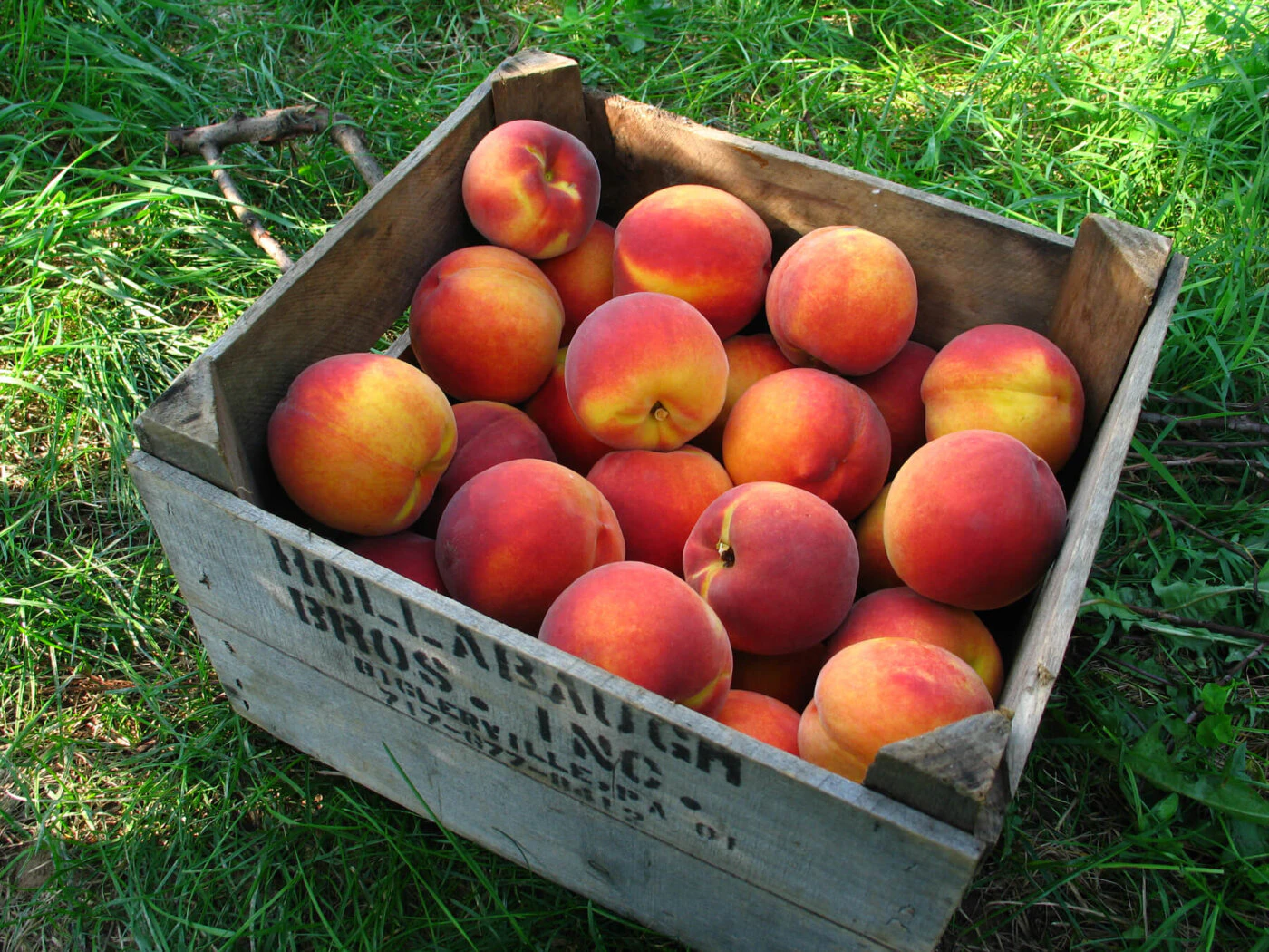 Where to pick your own peaches this summer in Lancaster County, Food