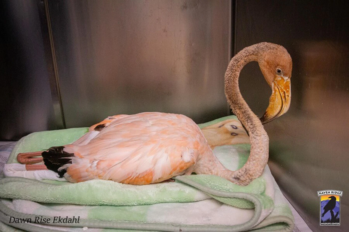 This flamingo was injured by a snapping turtle in St. Thomas, Franklin County, on Sept. 11, 2023. (Photo: Courtesy Raven Ridge Wildlife Center)