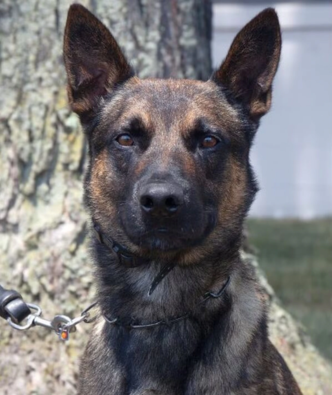 Yoda, a search dog for Customs and Border Patrol, helped authorities capture escaped murderer Daniel Cavalcante in Chester County on Sept. 13, 2023. (Photo: US Customs and Border Patrol)