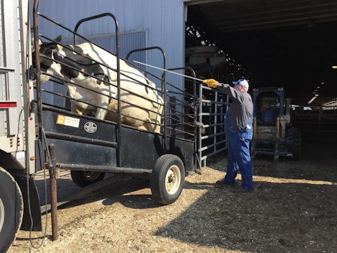 A worker prods a cow up a ramp and into a semi-truck trailer Monday at Paul Adams’ farm. Most of the 600-plus cows in his dairy herd were shipped to a large dairy farm in Texas. (Photo by Julian Emerson)