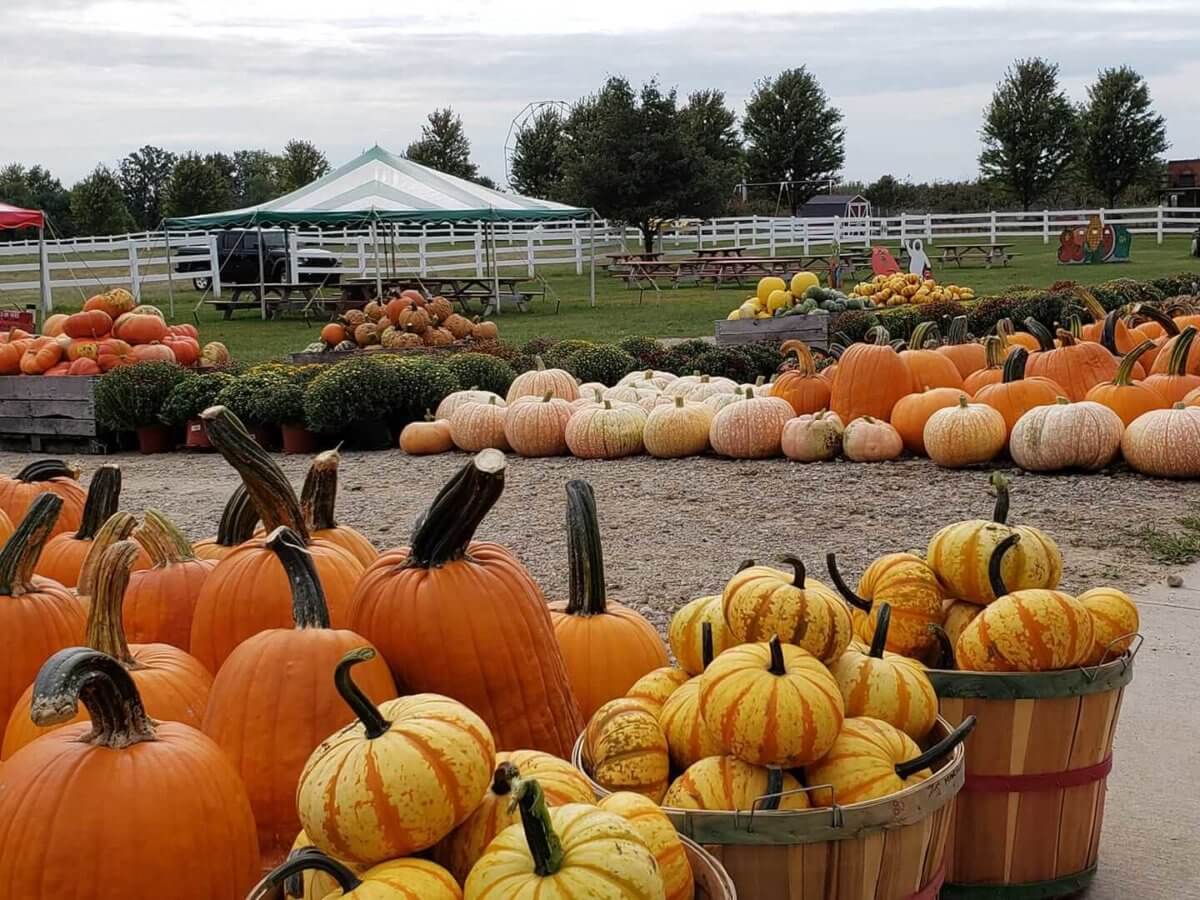 petoskey pumpkin patch