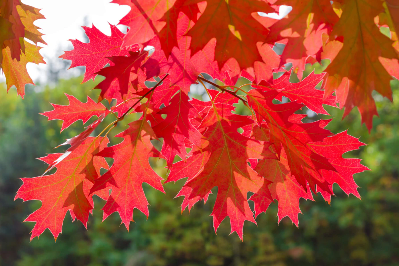 Branches of red oak with red leaves hanging from the top on blurred green background of the forest by iStock / Getty Images