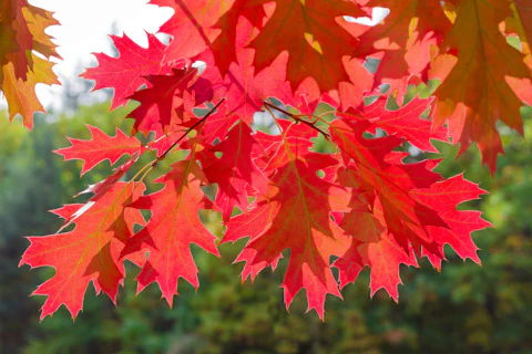 Branches of red oak with red leaves hanging from the top on blurred green background of the forest by iStock / Getty Images