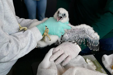 A peregrine falcon is held before being banded, Wednesday, May 24, 2023, in East Lansing, Mich. A state wildlife biologist banded four peregrine falcon chicks that live in a nest situated on the top of Spartan Stadium, home of Michigan State University's football team. (AP Photo/Carlos Osorio)