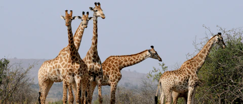 Why Do Giraffes Have Long Necks? Answers To 25 Animal Evolution Questions