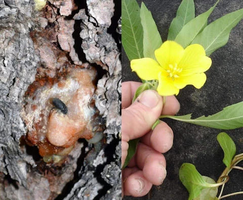 Mountain pine beetle (L) and water-primrose (R) were recently added to Michigan's invasive species list. (Photo via Bugwood.org)