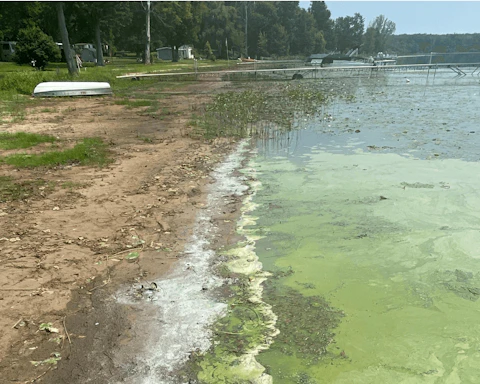 A harmful algal bloom. (Photo via EGLE)