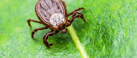 11 tick-borne illnesses and what to watch out for during your outdoor adventures