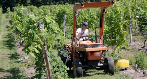 A man on a Kubota tractor in the vineyard at The Round Barn Winery Distillery and Brewery. (Jeffrey Greenberg/Universal Images Group via Getty Images)